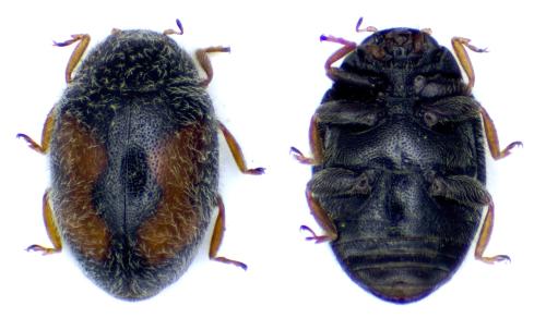 Nephus limonii